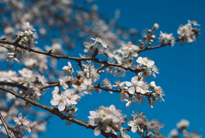 Low angle view of cherry blossoms against blue sky