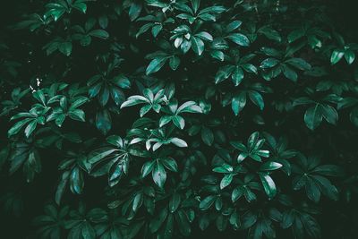 Full frame shot of flowering plant