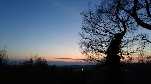 Silhouette of trees at sunset