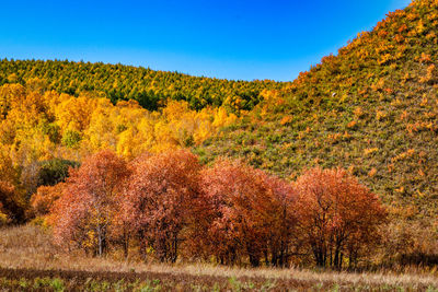 Trees on field against sky during autumn