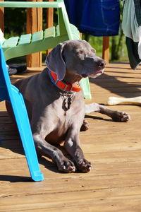 Dog sitting on wooden table