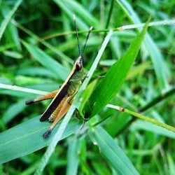 Close-up of insect on plant