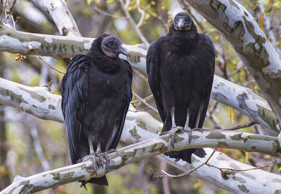 Low angle view of birds perching on tree