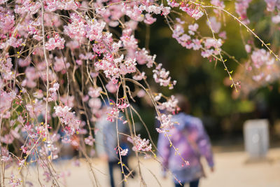 Close-up of pink flowering plant