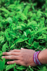 Close-up of person hand on grass