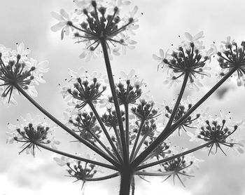 Low angle view of flower trees against sky