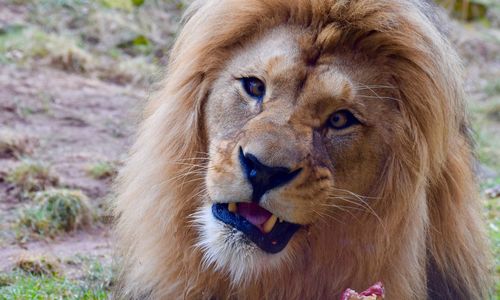 Close-up portrait of lion