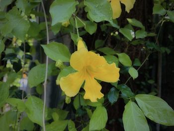 Close-up of yellow flowering plant