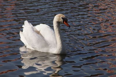 Swan in lake with wings up in the air