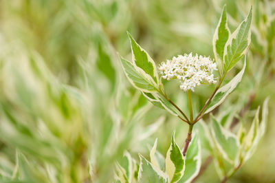 Close-up of fresh green plant in field