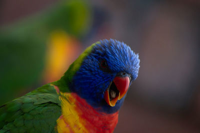 Close-up of a parrot