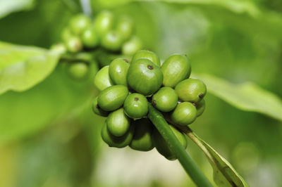 Close-up of fruits growing on plant