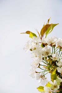 Close-up of white cherry blossom on tree