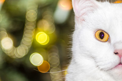 Close-up portrait of cat