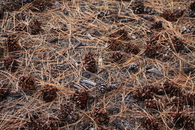 High angle view of dried plant on field