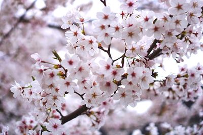Close-up of cherry blossoms in spring