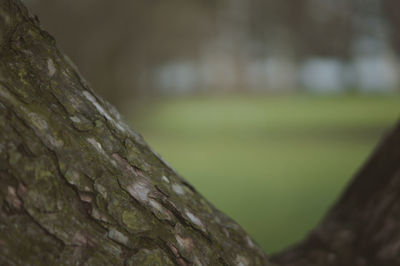 Close-up of moss on tree trunk