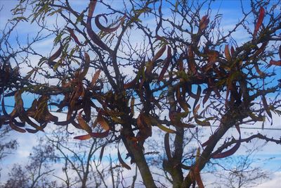 Low angle view of bare tree against sky