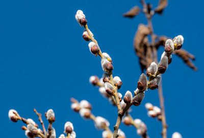 Low angle view of flowering plants against clear blue sky