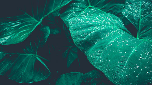 Close-up of wet leaves