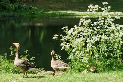 Ducks on a lake