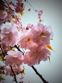 Low angle view of pink flowers blooming on tree