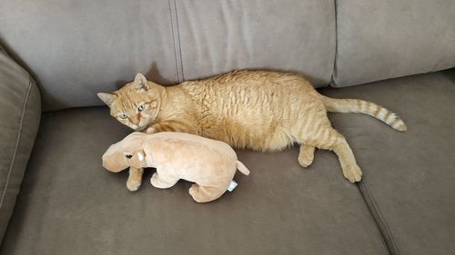 High angle view of cat sleeping on sofa