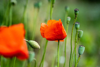 Close-up of red poppy flowers