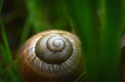 Close-up of snail