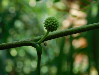 Close-up of fresh green plant