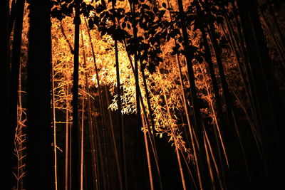 Close-up of silhouette plants against sky