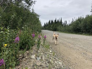 View of dog on flower plant