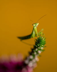 Close-up of insect on yellow flower