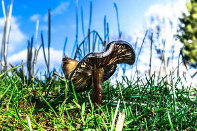 Close-up of lizard on grass against sky