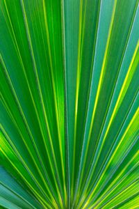 Close-up of palm tree