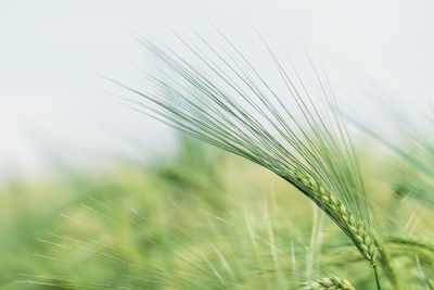 Close-up of wheat growing on field