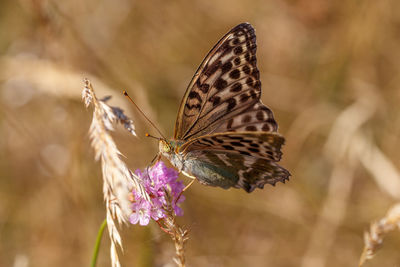 Close-up of butterfly on purple flower
