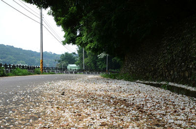 Road amidst trees against sky
