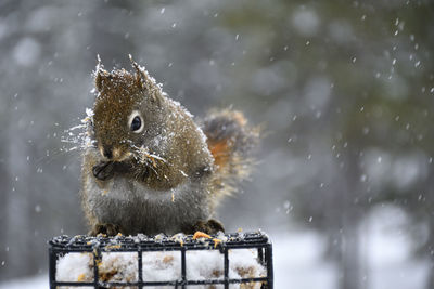 Close-up of bird perching on snow