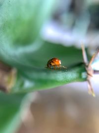 Close-up of ladybug on leaf