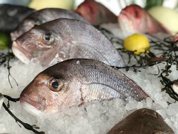 Close-up of fishes on crushed ice