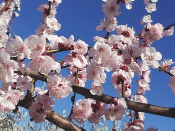 Low angle view of blooming tree against sky