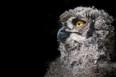 Close-up of owlet looking away