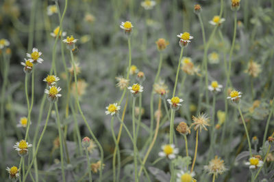 Close-up of yellow flowering plants on land