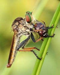 Close-up of fly on plant robberfly