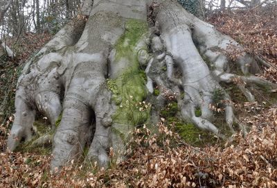 Trees in forest