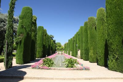 Panoramic view of trees and plants against sky