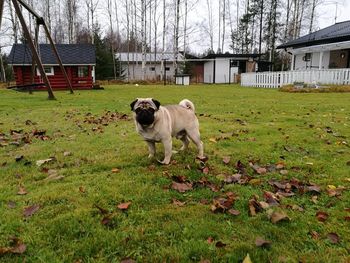 Dog on grass against sky