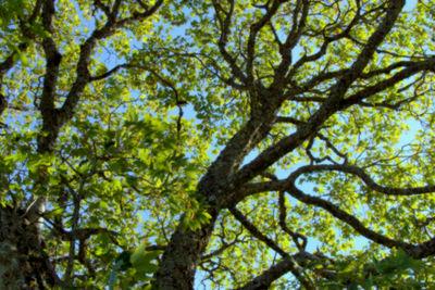 Low angle view of tree in forest