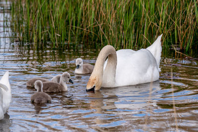 Swans in a lake